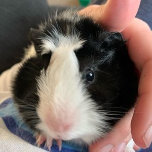 Meet your Posher, Clancy